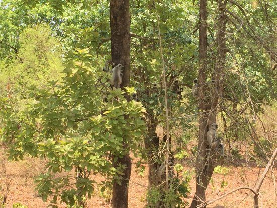 Tiger N Woods Forest Resort